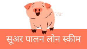 Pig Farming Loan Scheme hindi