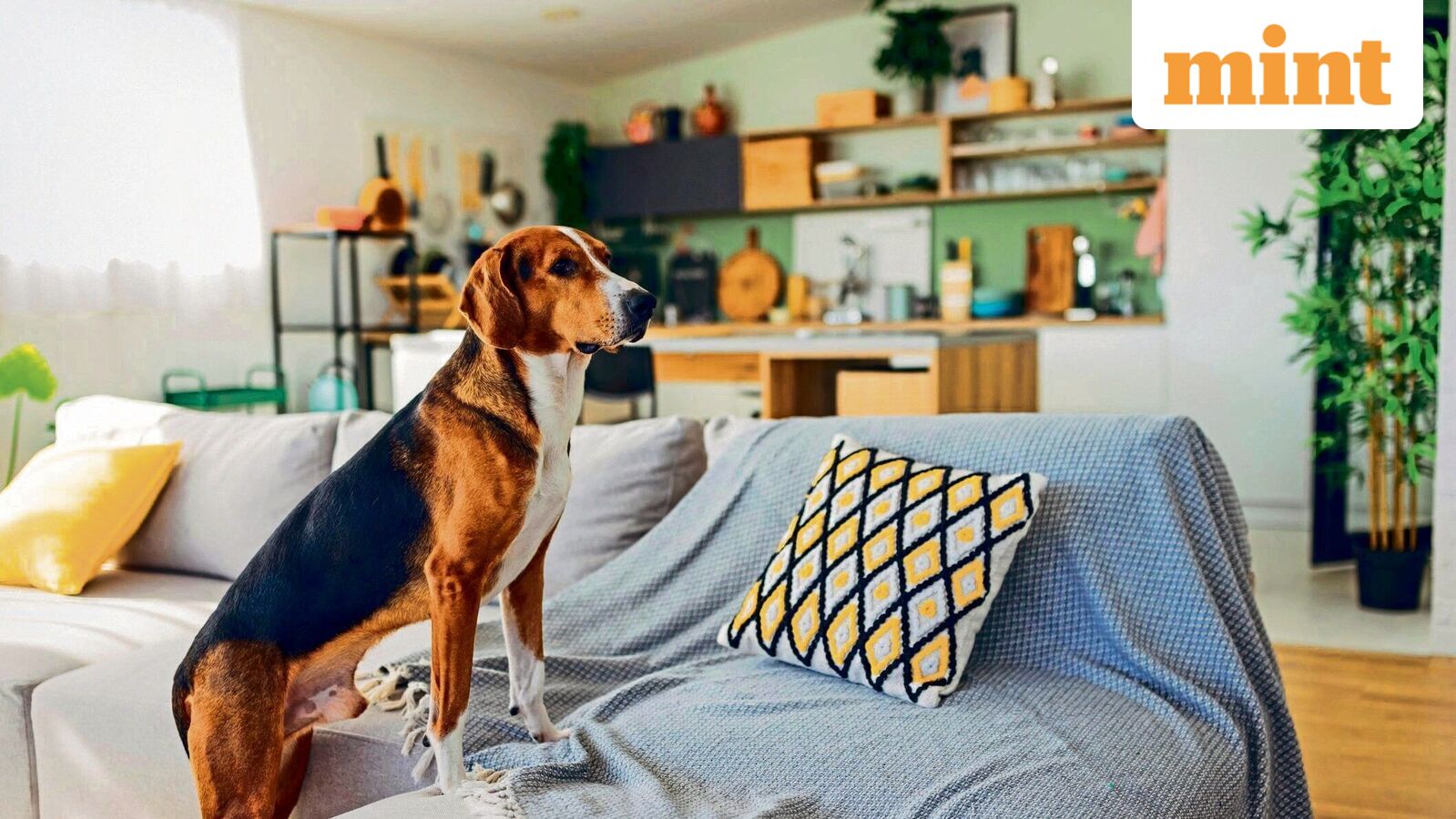 How to use your will to provide for your pets care and long term needs